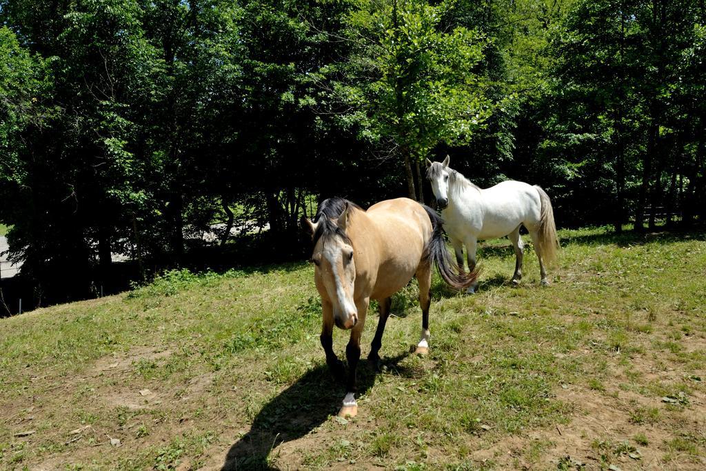 Tourist Farm Dujceva Domacija Βίλα Vremski Britof Εξωτερικό φωτογραφία